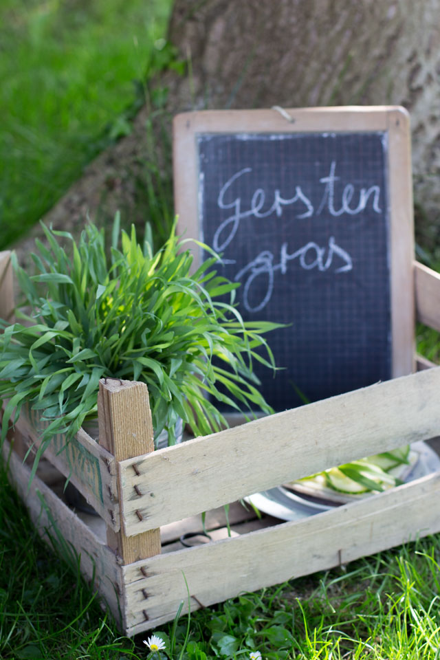 Gerstengras: Fakten, Tipps und Erfahrungswerte. Das Zeug hat es in sich!