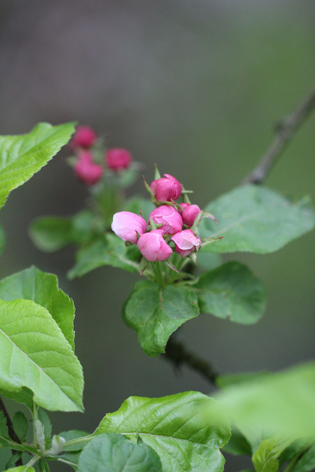 Apfelblüten